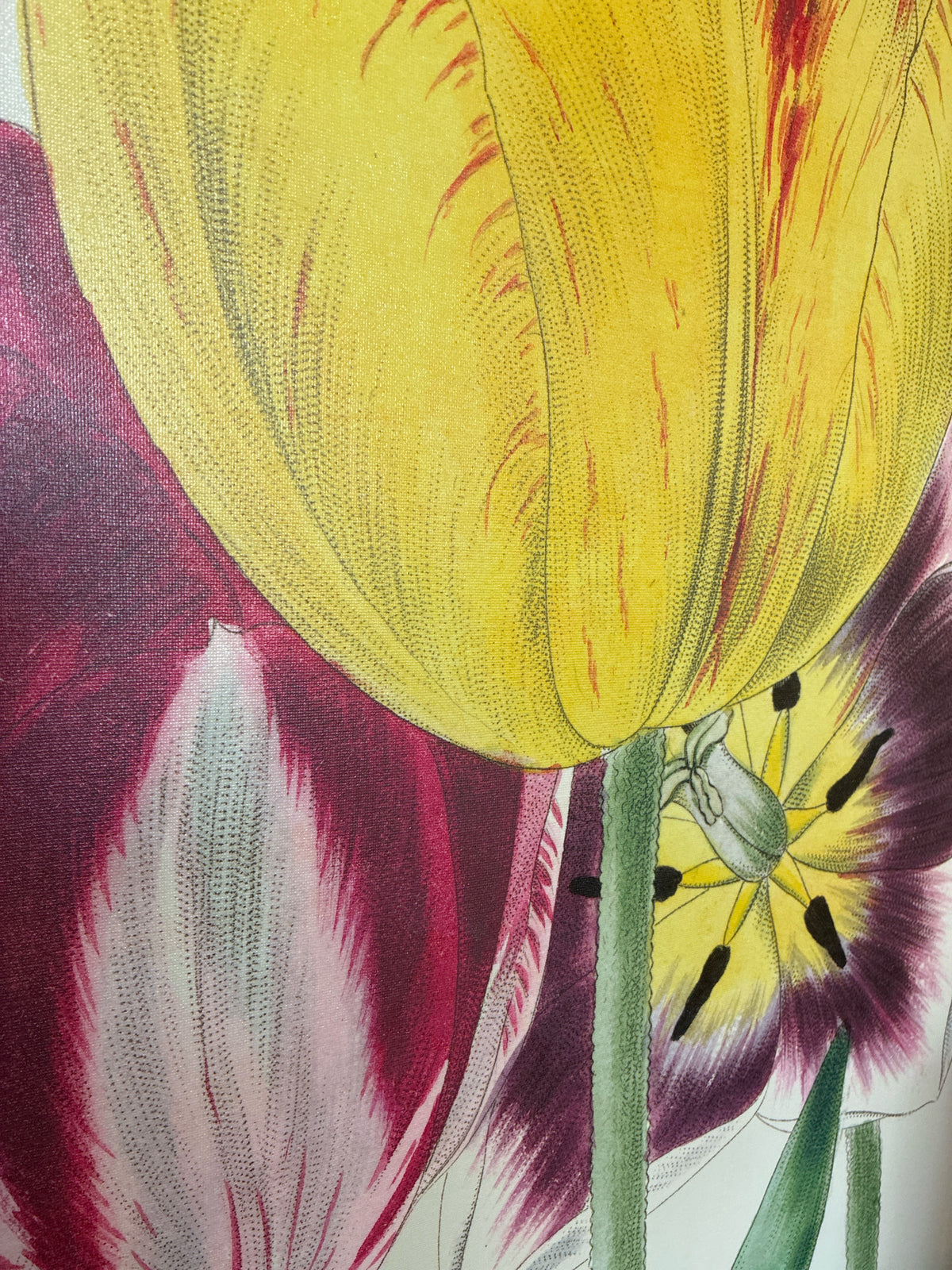 Botanical Tulip Reproduction Print