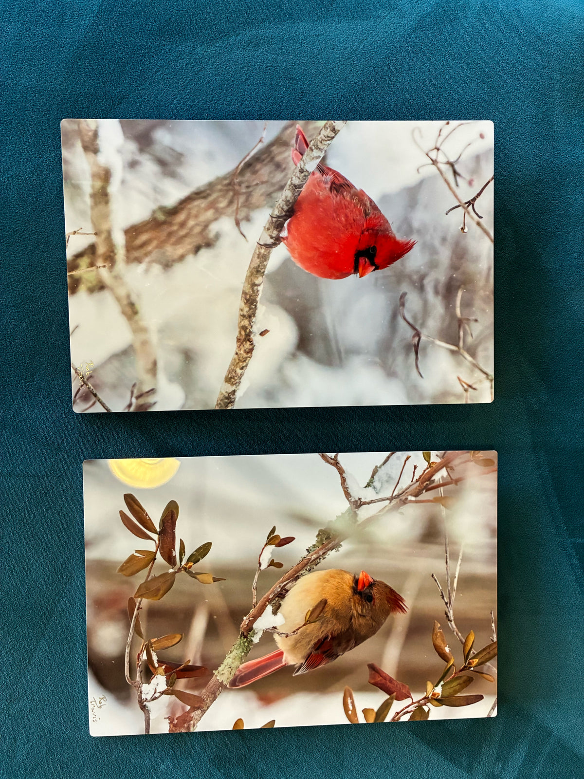 Rob Travis—Cardinal Photographs PAIR