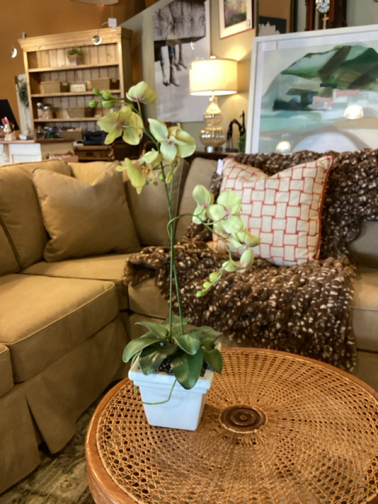 Orchid Arrangement
