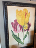 Botanical Tulip Reproduction Print