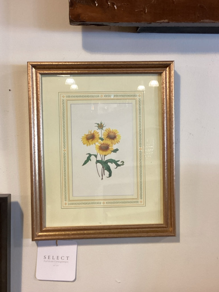 Framed Botanical Sunflower Print