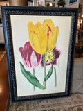 Van Houtte "Tulipes Hatives" Botanical Reproduction Wall Art