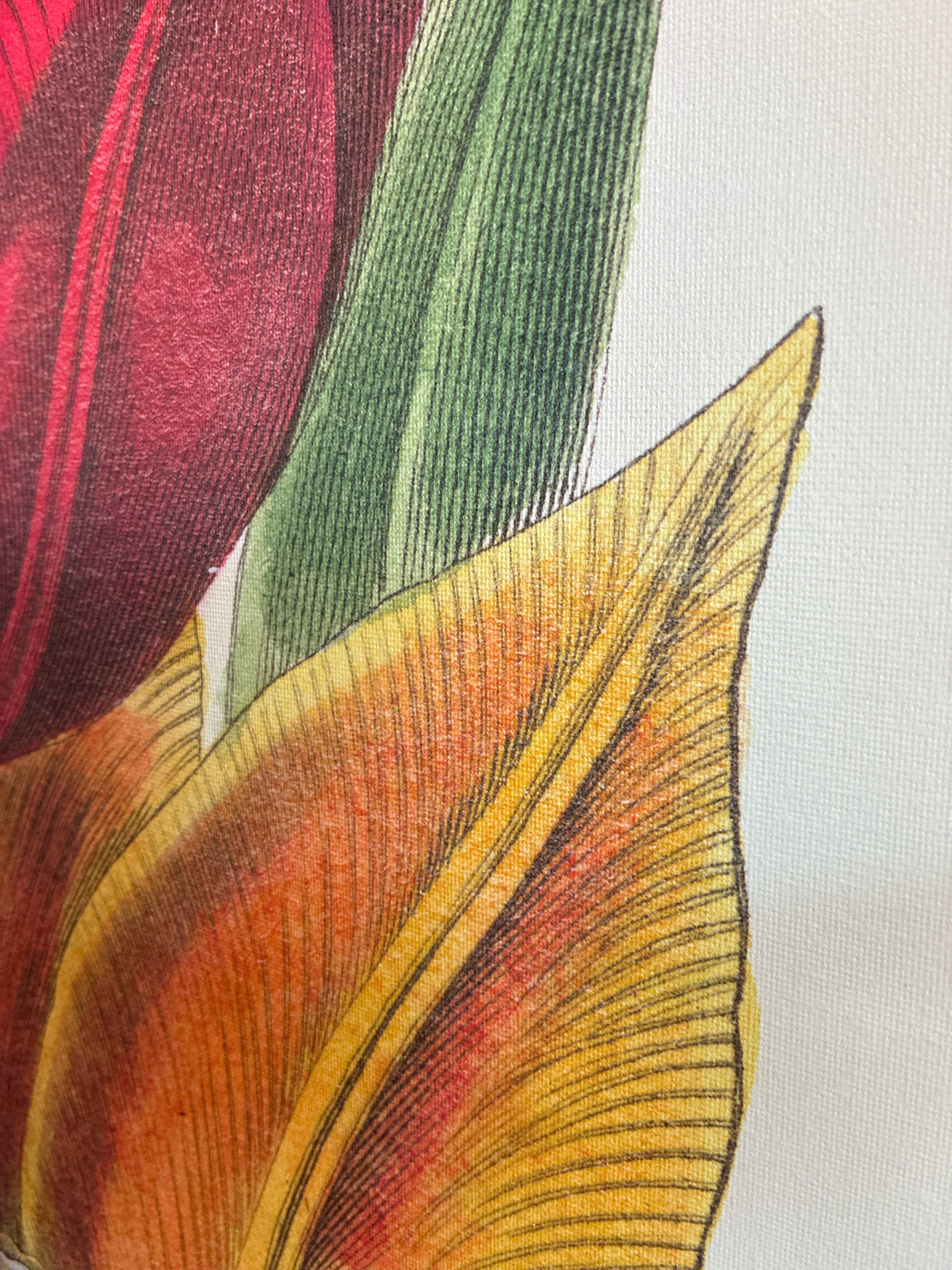 Van Houtte "Tulipes Hatives" Botanical Reproduction Wall Art